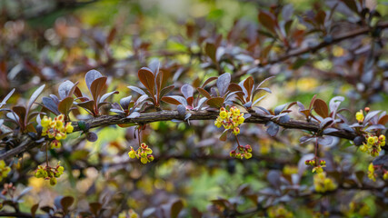 Soft focus of beautiful spring flowers Berberis thunbergii Erecta blossom. Macro of tiny yellow flowers on elegant bokeh green foliage background. Nature concept for design. Place for your text