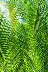 Fototapeta na wymiar Palm tree branch in the tropics under the open sky