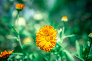 wild flower on a green field