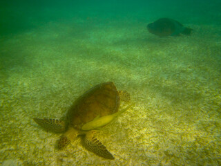 wasserschildkröte