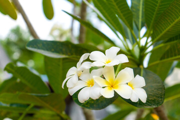 Frangipani tropical flower growing outdoors in thailand