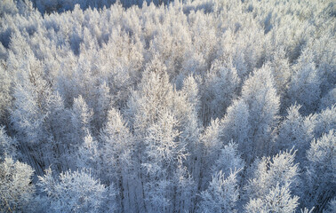 Aerial photo of birch forest in winter season. Drone shot of trees covered with hoarfrost and snow.