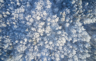 Aerial photo of birch forest in winter season. Drone shot of trees covered with hoarfrost and snow.