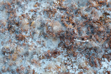 Close up,Growth of Bacteria and microorganisms from termite nest