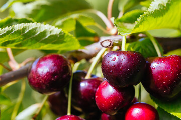 Fresh Cherries on a Tree in Australia