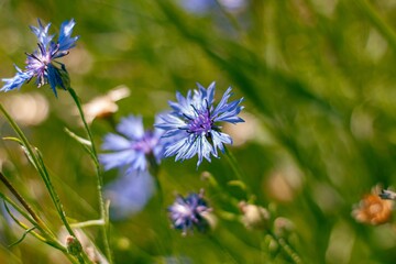 big blue flowers of cornflower grow in blurred green summer grass, tender inflorescence on long stem, direct sunlight, medicinal herb background header