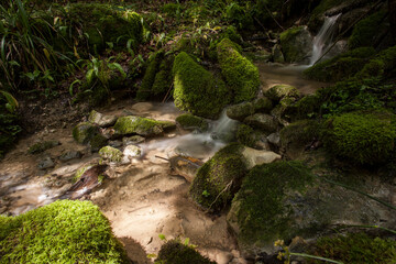 Long time exposure of silent forest