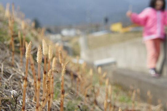 つくし の画像 32 411 件の Stock 写真 ベクターおよびビデオ Adobe Stock