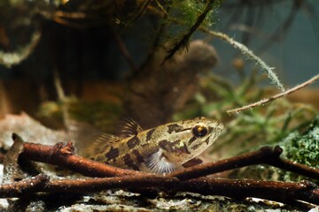 juvenile freshwater fish Chinese sleeper, aggressive and dangerous invasive species rest on driftwood in biotope design aquarium, vulnerable nature concept