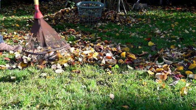 A man gathers a pile of leaves with a rake in a garden during autumn.