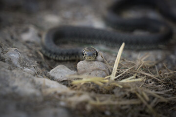 Snake