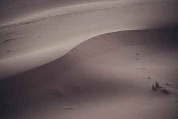 Hiking and camel rifing in the highest dunes of Erg Chebbi, Sahara desert, Morocco