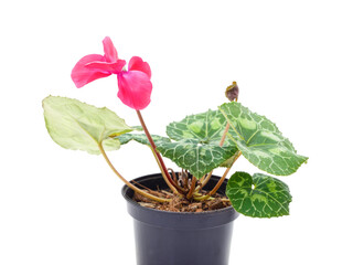 Pink cyclamen in a pot.