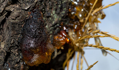 Formation of resin from the juice of a cherry tree.The tree was affected by insect parasites.This is how amber turned out.