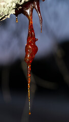 Formation of resin from the juice of a cherry tree.The tree was affected by insect parasites.This...
