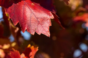 Fototapeta na wymiar Vineyards in the autumn with red foliage. Winemaking. Macro photography of a leaf covered with dew. Selective focus.
