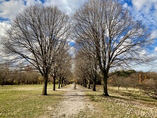 Obraz premium row of trees in the park