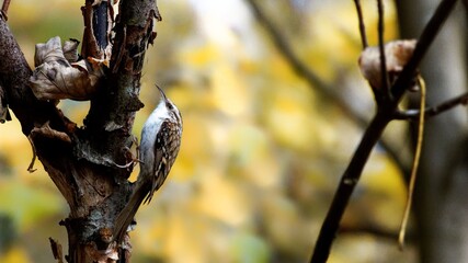 short-toed treecreeper climbing up a tree