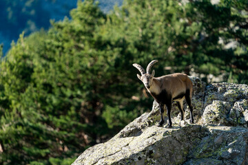 Iberian ibex, Spanish ibex, Spanish wild goat, or Iberian wild goat (Capra pyrenaica)