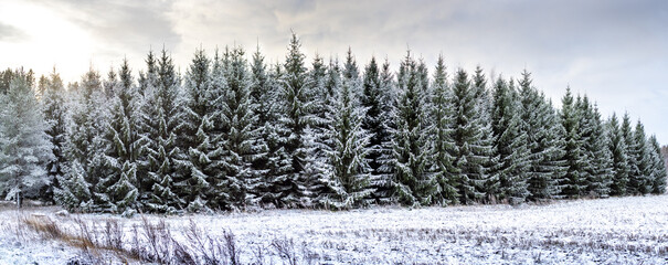 snow trees panorama