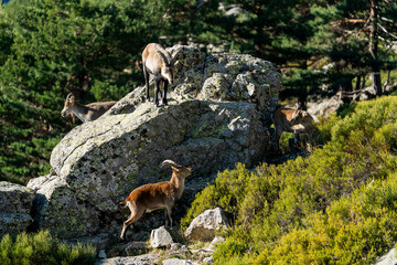 Iberian ibex, Spanish ibex, Spanish wild goat, or Iberian wild goat (Capra pyrenaica)