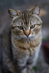 yard cat sits in the grass. tabby gray cat