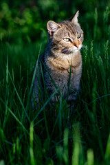 yard cat sits in the grass. tabby gray cat
