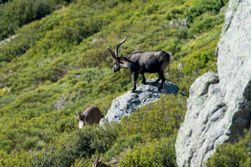 Naklejka na ściany i meble Iberian ibex, Spanish ibex, Spanish wild goat, or Iberian wild goat (Capra pyrenaica)