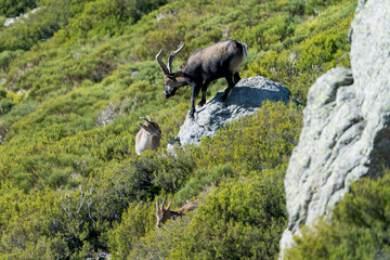 Iberian ibex, Spanish ibex, Spanish wild goat, or Iberian wild goat (Capra pyrenaica)