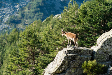 Iberian ibex, Spanish ibex, Spanish wild goat, or Iberian wild goat (Capra pyrenaica)