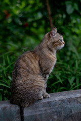 yard cat sits in the grass. tabby gray cat