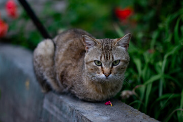 yard cat sits in the grass. tabby gray cat