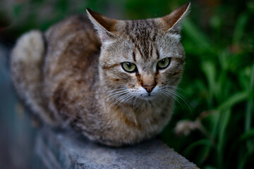 yard cat sits in the grass. tabby gray cat