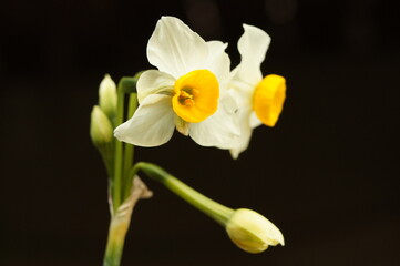 Naklejka na ściany i meble ニホンズイセン (Narcissus tazetta,flower,small,mini,prety,garden,beautiful,plant,winter) 
