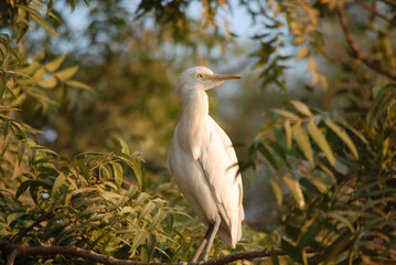 great white heron