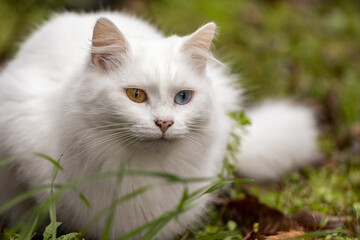 White cat with one blue and one yellow eye.
