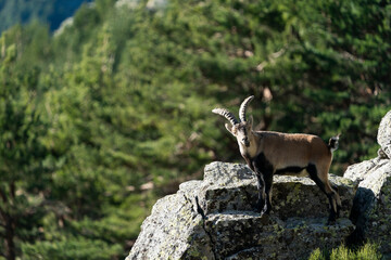 Naklejka na ściany i meble Iberian ibex, Spanish ibex, Spanish wild goat, or Iberian wild goat (Capra pyrenaica)