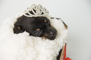 cachorrinho dormindo com coroa