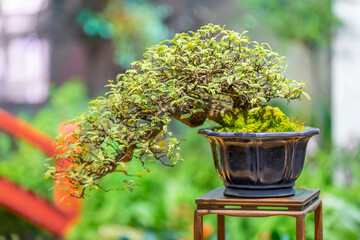 Miniature plant grown in a tray according to Japanese Bonsai traditions