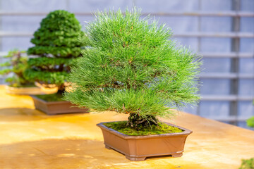 Miniature plant grown in a tray according to Japanese Bonsai traditions
