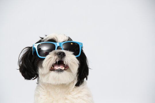 Shitsu branco e preto com &oacute;culos azul de sol