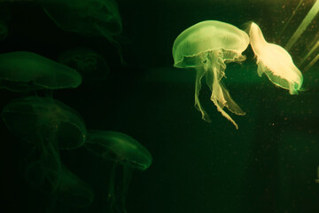group Aurelia aurita underwater (moon jelly, jellyfish, common jellyfish or saucer jelly). fauna of the sea, ocean. green color