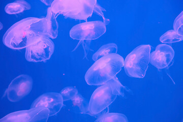 group Aurelia aurita underwater (moon jelly, jellyfish, common jellyfish or saucer jelly). fauna of the sea, ocean. blue color