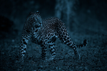 Leopard in dark edit.