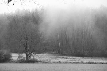 A lone tree with a hunter's perch on the edge of mist covered woods helps create a lonely Bavarian landscape