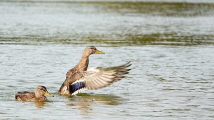 female mallard duck spreading the wings