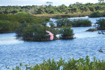 Roseate Spoonbill in Florida Wetland