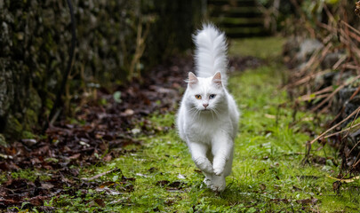 Running white cat.