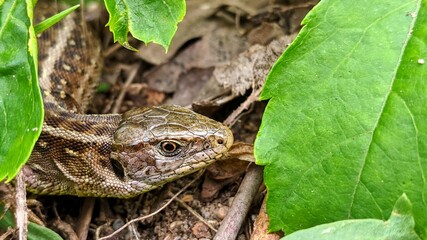 male common lizard between green leaves
