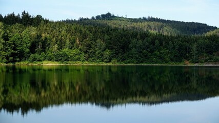 reflection of a coniferous tree in the water of a dam (summer)